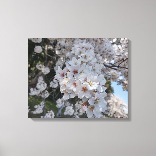 さくらんぼ#2キャンバス上に咲く20 "x 16" キャンバスプリント (正面)