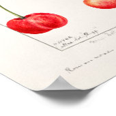 さくらんぼ(Prunus Avium)フルーツウォーター絵画の色 ポスター (角)