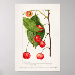 さくらんぼ(Prunus Avium)フルーツウォーター絵画の色 ポスター