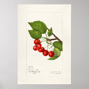 さくらんぼ(Prunus Avium)フルーツウォーター絵画の色 ポスター