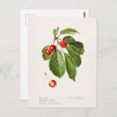 さくらんぼ(Prunus Avium)フルーツウォーター絵画の色 ポストカード (正面/裏面)