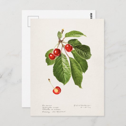 さくらんぼ(Prunus Avium)フルーツウォーター絵画の色 ポストカード (正面/裏面)