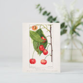 さくらんぼ(Prunus Avium)フルーツウォーター絵画の色 ポストカード (スタンド正面)