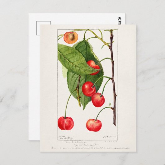 さくらんぼ(Prunus Avium)フルーツウォーター絵画の色 ポストカード (正面/裏面)