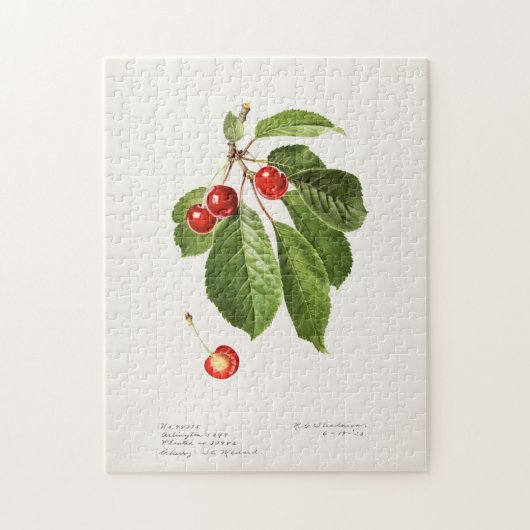 さくらんぼ（Prunus Avium）果物の水彩画 ジグソーパズル (縦)