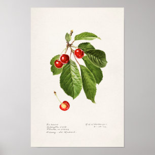 さくらんぼ(Prunus Avium)果絵画実水色 ポスター