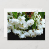 さくらんぼBLOSSOM ～はがき ポストカード (正面/裏面)