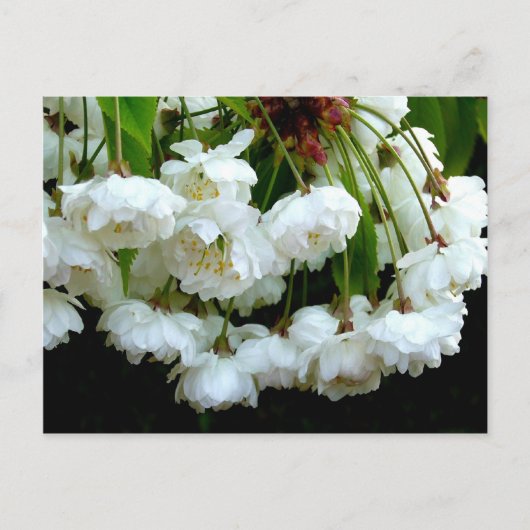 さくらんぼBLOSSOM ～はがき ポストカード (正面)