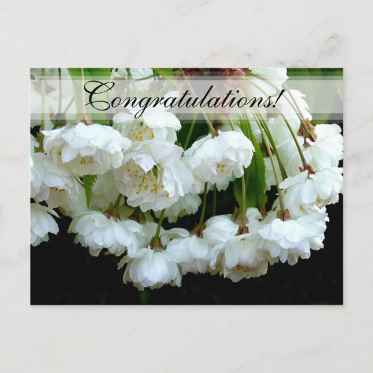 さくらんぼBLOSSOM ~はがき# 2 ポストカード (正面)