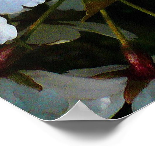 さくらんぼII ポスター (角)