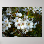 さくらんぼII ポスター (正面)