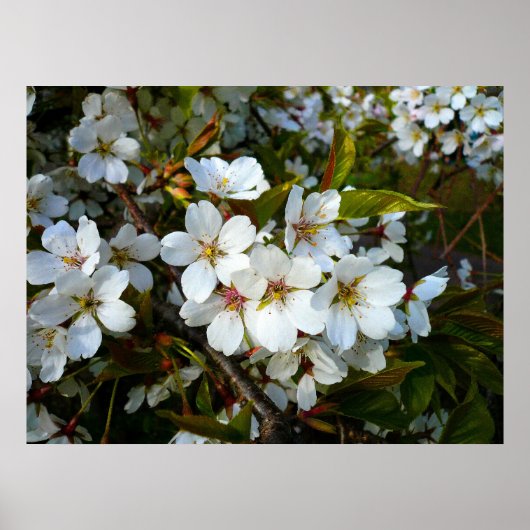 さくらんぼII ポスター (正面)