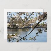 さくら祭り ポストカード (正面/裏面)