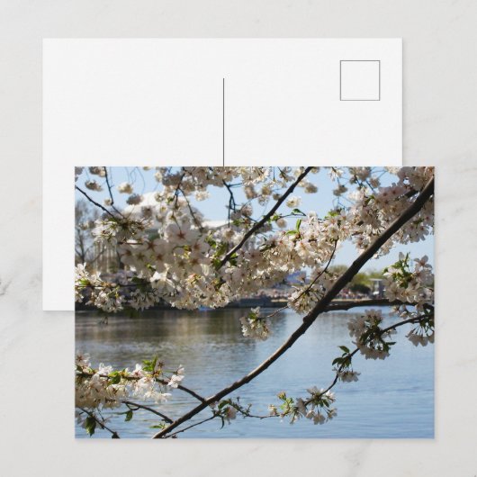 さくら祭り ポストカード (正面/裏面)