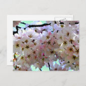 さくら花のポストカード ポストカード (正面/裏面)