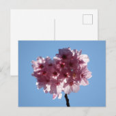 さくら：日本のポストカード ポストカード (正面/裏面)