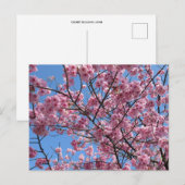 さくら：日本 ポストカード (正面/裏面)
