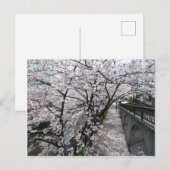 さくら:東京・目黒川 ポストカード (正面/裏面)