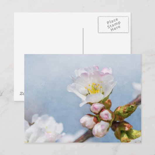 さくら 開花 ポストカード (正面/裏面)