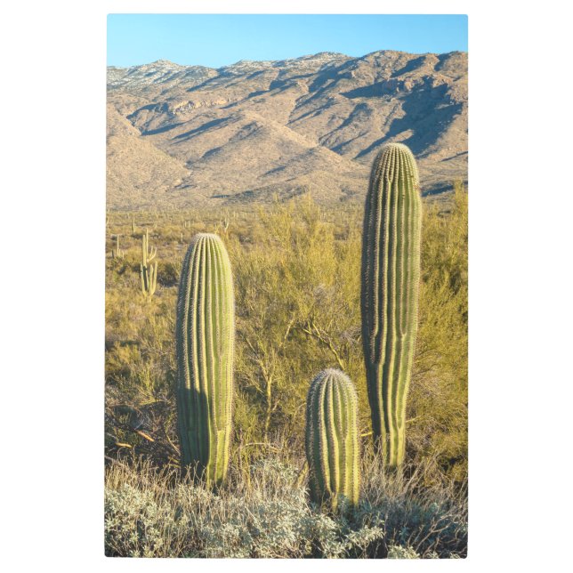 さぐあろ森 メタルプリント (正面)