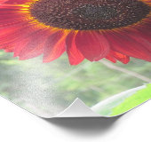 さびたヒマワリの写真プリント フォトプリント            (角)