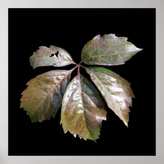 さびた葉 ポスター (正面)