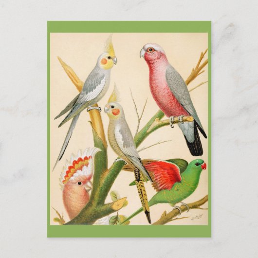 さまざまなインコ ポストカード (正面)