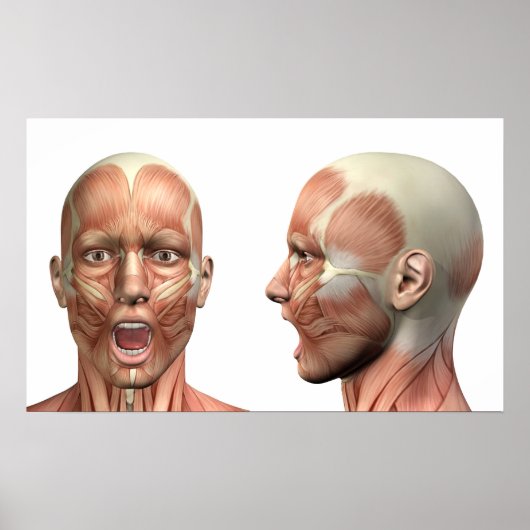 さまざまなポーズの男性の頭筋の解剖学 ポスター (正面)