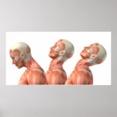 さまざまなポーズの男性の頭筋の解剖学 ポスター (正面)