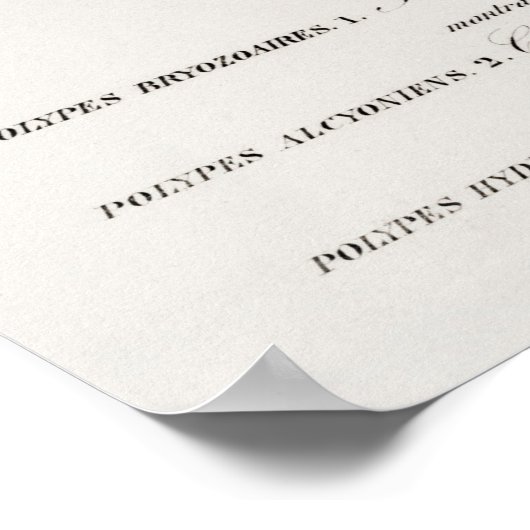 さまざまな種類のサンゴ ポスター (角)