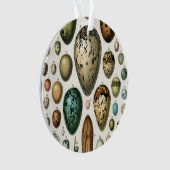 さまざまな種類の卵科学イラストレーション オーナメント (正面)