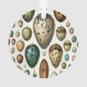 さまざまな種類の卵科学イラストレーション オーナメント (裏面)