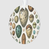 さまざまな種類の卵科学イラストレーション オーナメント (正面)
