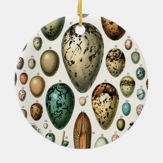 さまざまな種類の卵科学イラストレーション セラミックオーナメント (裏面)