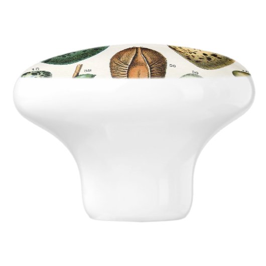 さまざまな種類の卵科学イラストレーション セラミックノブ (側面)