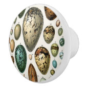 さまざまな種類の卵科学イラストレーション セラミックノブ (右)