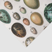 さまざまな種類の卵科学イラストレーション 薄葉紙 (詳細)