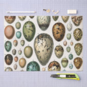 さまざまな種類の卵科学イラストレーション 薄葉紙 (クラフト)