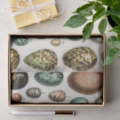 さまざまな種類の卵科学イラストレーション 薄葉紙 (ギフト)