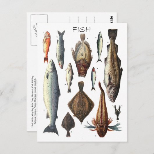 さまざまな種類の魚の図鑑 ポストカード (正面/裏面)