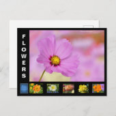 さまざまな花 シーズンポストカード (正面/裏面)