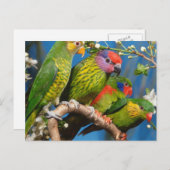 さまざまな鳥 ポストカード (正面/裏面)