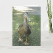 さまようアヒル カード (正面)