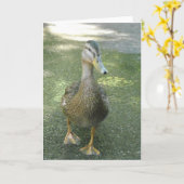 さまようアヒル カード (黄色い花)