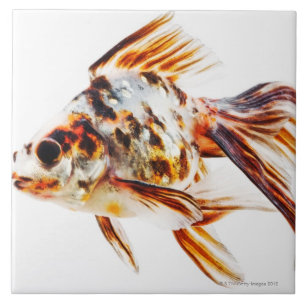 さらさのファンテールの彗星の金魚 タイル