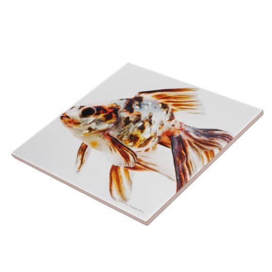さらさのファンテールの彗星の金魚 タイル (側面)