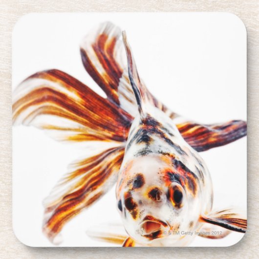 さらさのファンテールの彗星の金魚(フナ コースター (正面)