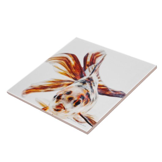 さらさのファンテールの彗星の金魚(フナ タイル (側面)