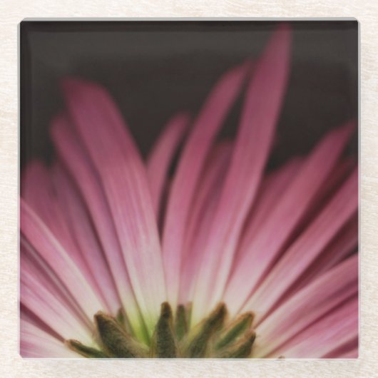 しおれさせた紫色のデイジー ガラスコースター (正面)
