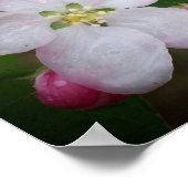 しずかリンゴ花 ポスター (角)